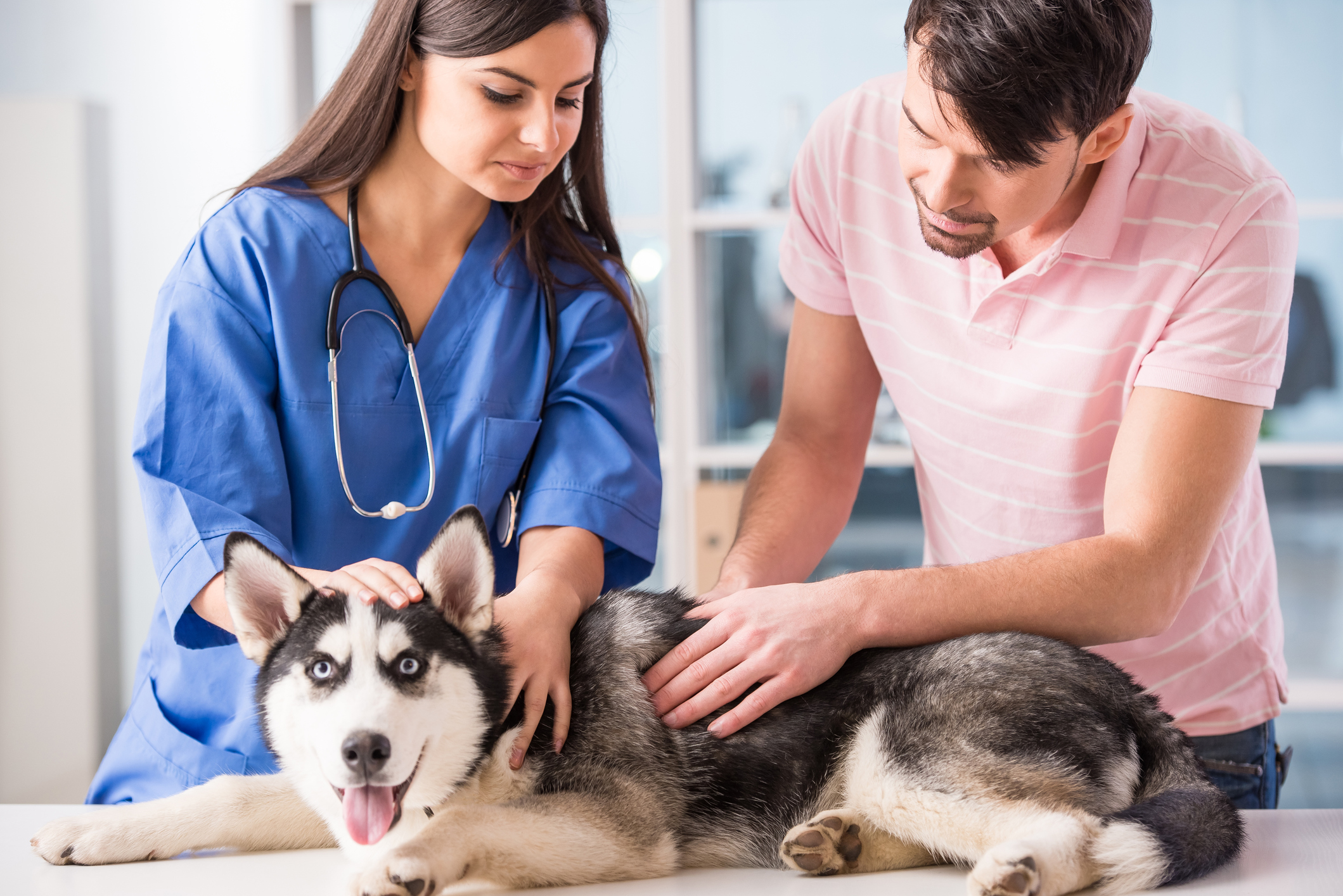 4 Simple Ways You Can Improve Animal Care in Your Veterinary Clinic -  Positive Impressions