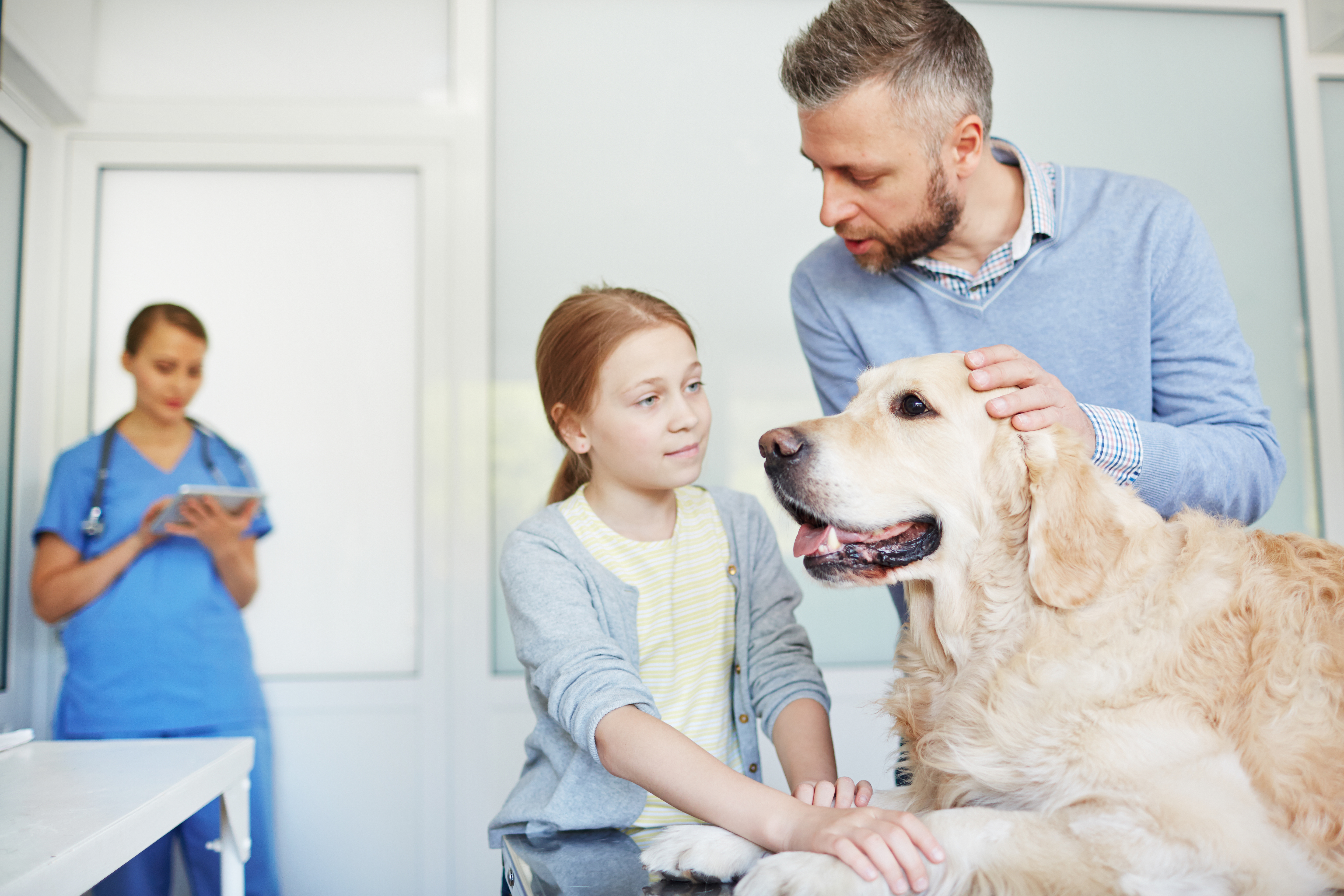 Tips for Creating a Family Friendly Veterinary Practice - Positive ...