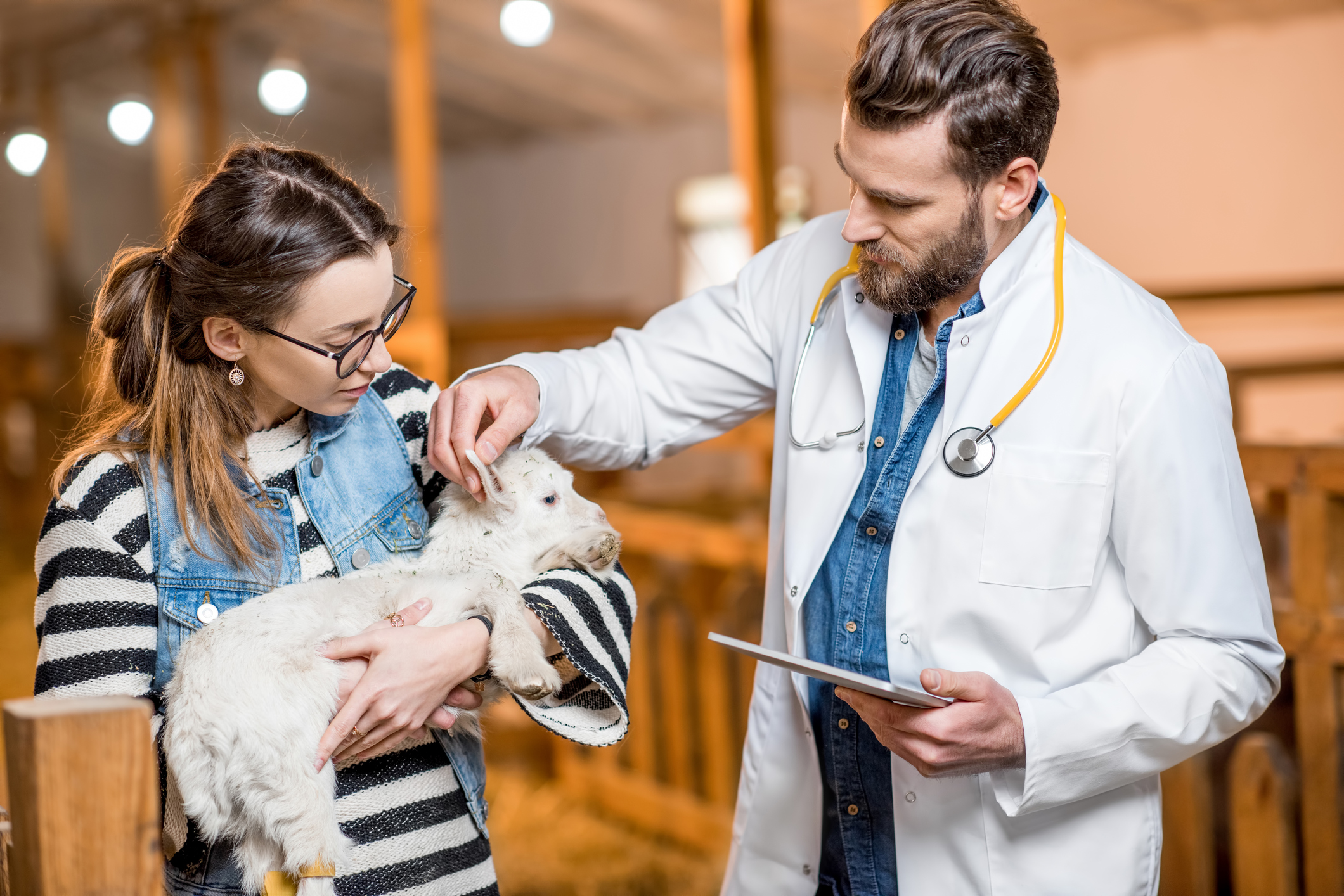 Low Cost Marketing Strategies For Mobile Veterinarians Positive Impressions